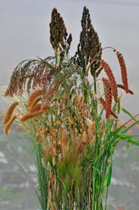 Picture of Grasses - Annual Mix